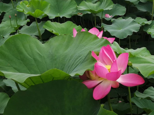 Hermosa Flor Loto Flor Loto Jardín Lirio Agua — Foto de Stock