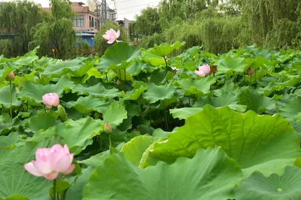 Hermoso Plano Botánico Fondo Pantalla Natural — Foto de Stock