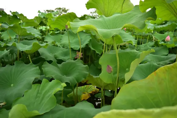 Hojas Verdes Plantas Frescas — Foto de Stock