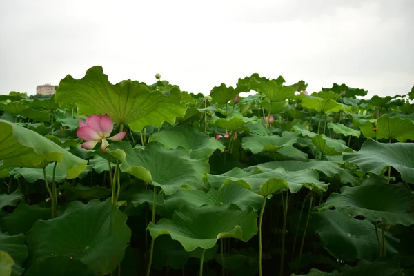 Flores Loto Jardín — Foto de Stock