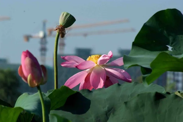Pink Lotus Flower Garden — Stock Photo, Image