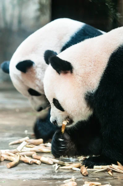 panda bear animal in zoo
