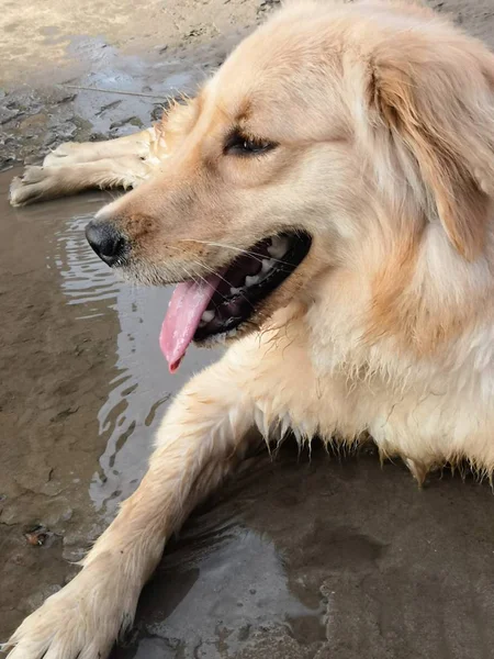 stock image dog in the park