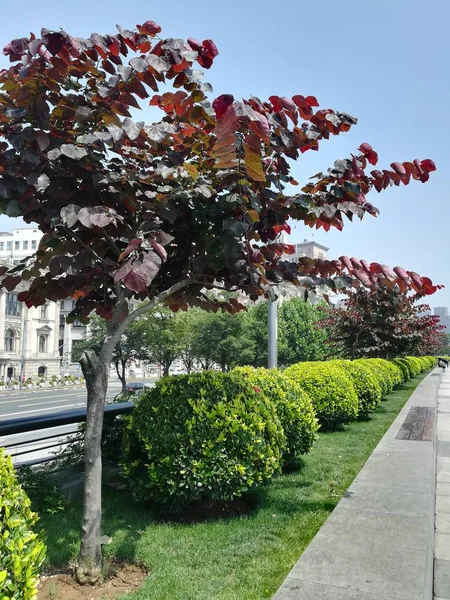 Hermosas Flores Jardín — Foto de Stock