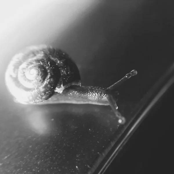 snail in the water
