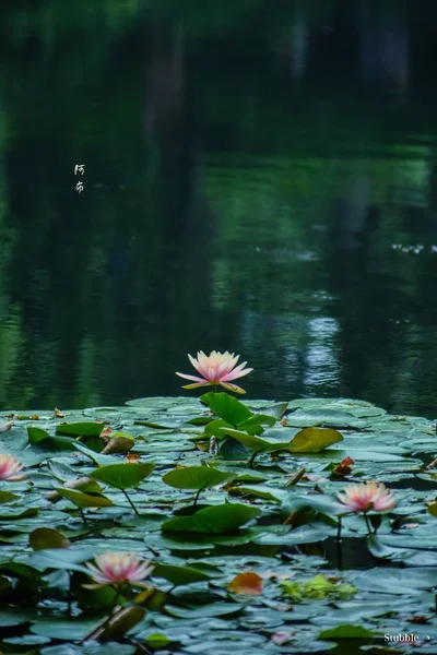 lotus flower in garden, water lily