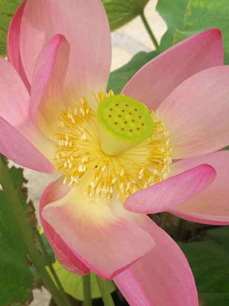 lotus flower in garden, water lily