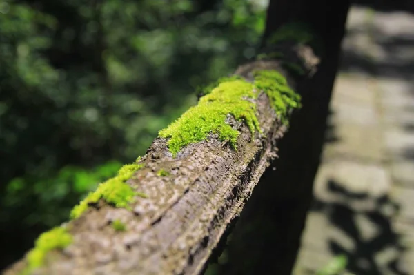Зелена Трава Листя Рослини — стокове фото