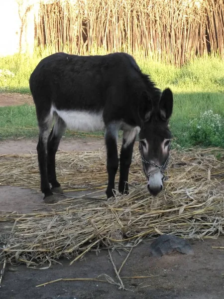 Ganado Doméstico Granja — Foto de Stock