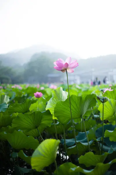 Flora Naturaleza Floreciendo Hermosas Flores Jardín — Foto de Stock