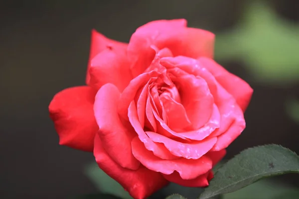 Hermosa Rosa Roja Sobre Fondo Oscuro — Foto de Stock