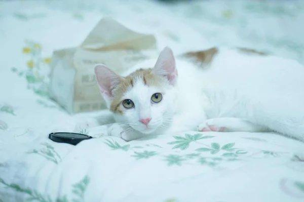 cute cat with a white blanket on a bed