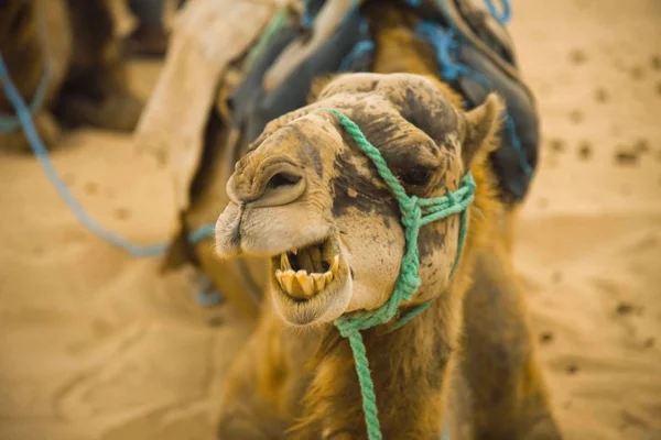 Camello Desierto — Foto de Stock