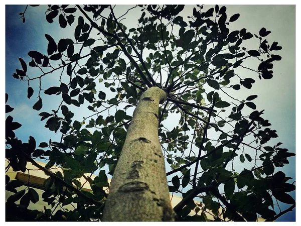 stock image tree branches, flora in nature 