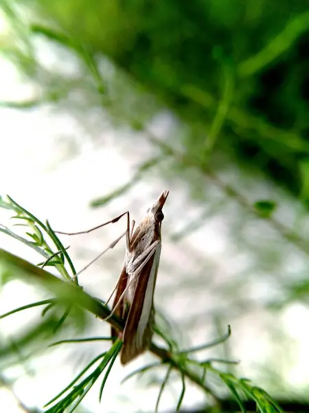 Primer Plano Una Mariposa Sobre Una Hoja — Foto de Stock