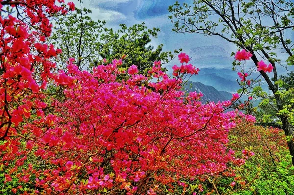 Hermosas Flores Primavera Naturaleza — Foto de Stock