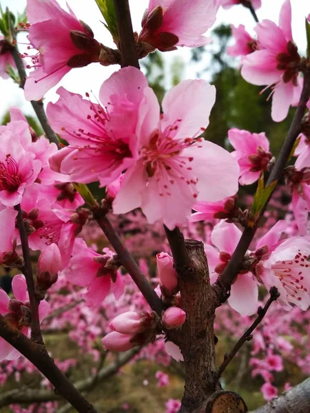 Árbol Magnolia Rosa Primavera — Foto de Stock