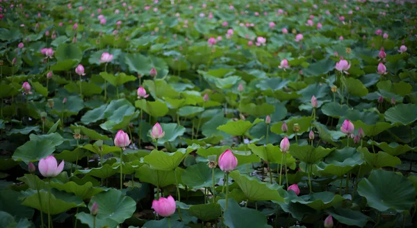 Pembe Nilüfer Çiçeği Bitki Örtüsü — Stok fotoğraf