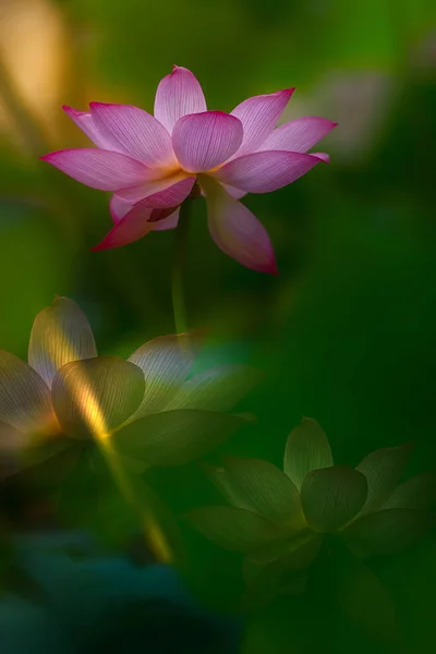 Belas Pétalas Flores Rosa Jardim Flora — Fotografia de Stock