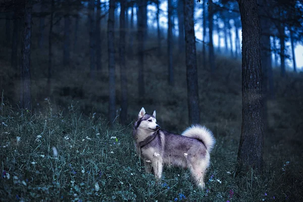 Zicht Een Hond — Stockfoto