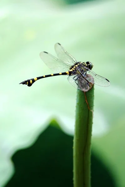 植物や動物野生生物昆虫の虫 — ストック写真