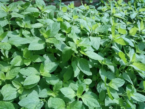 Las Hojas Verdes Planta — Foto de Stock