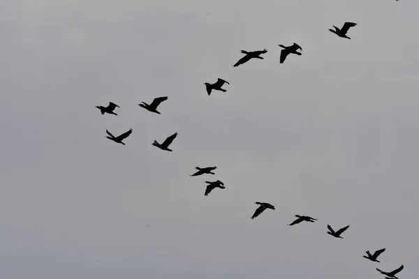 Vogelschwarm Fliegt Den Himmel — Stockfoto