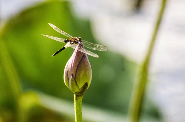 Libelle Auf Einer Blume — Stockfoto