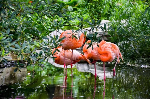 Flamingo Aves Flora Fauna — Fotografia de Stock