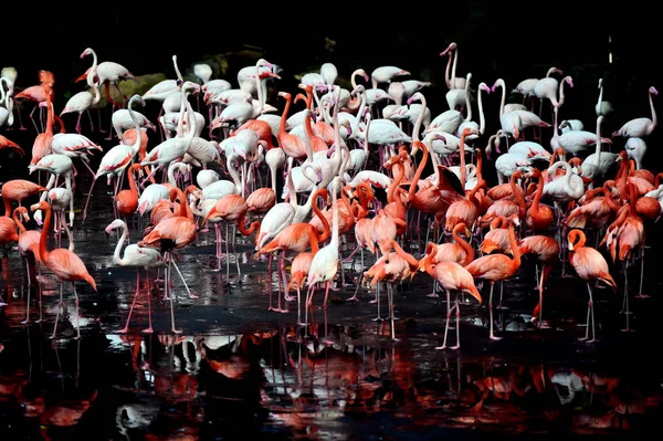 Flamingo Aves Flora Fauna — Fotografia de Stock