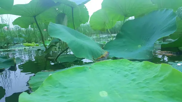 Flor Loto Estanque — Foto de Stock