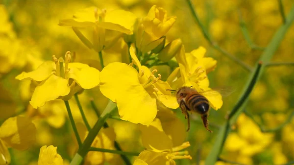 Flor Amarilla Jardín — Foto de Stock