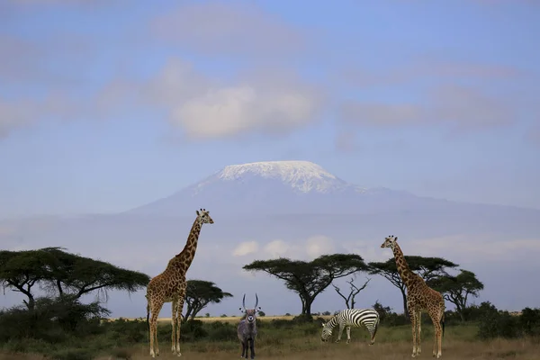 Giraffe Savanne Van Kenya — Stockfoto