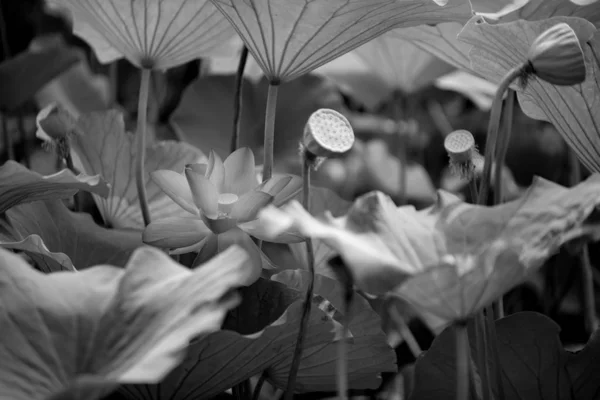 beautiful and black and white photo of a young woman in a flower field