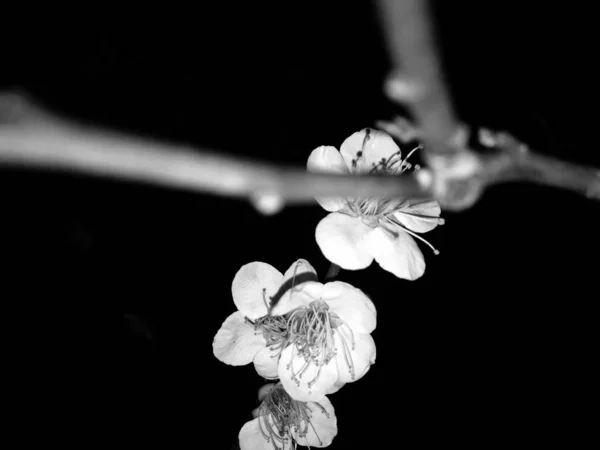 white flower on a black background