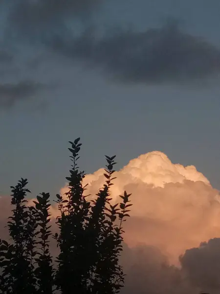 Silueta Árbol Con Cielo Azul — Foto de Stock