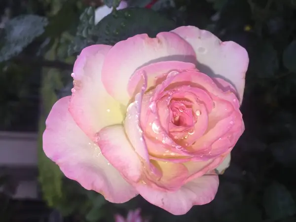 Rosa Hermosa Jardín — Foto de Stock