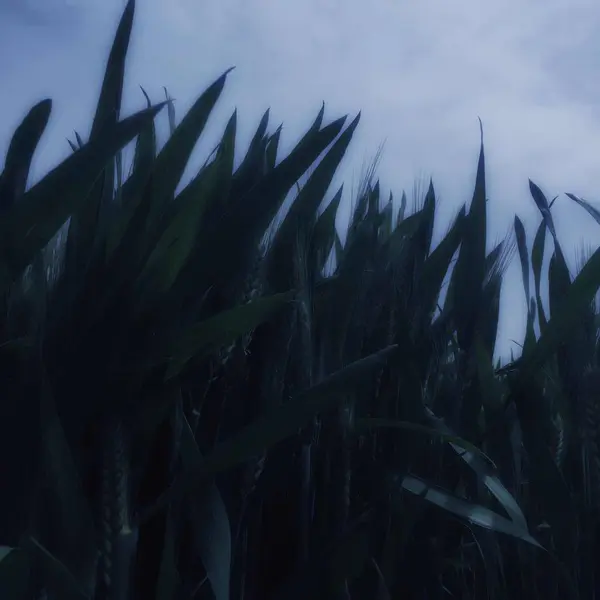 Primo Piano Erba Nel Campo — Foto Stock