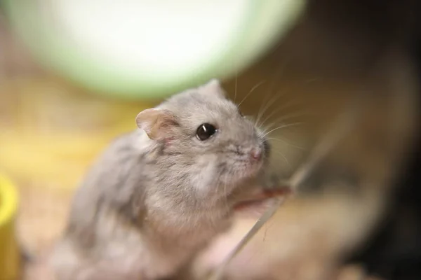 Mignon Petit Lapin Blanc Dans Herbe — Photo