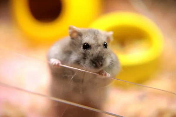 Söt Hamster Buren — Stockfoto