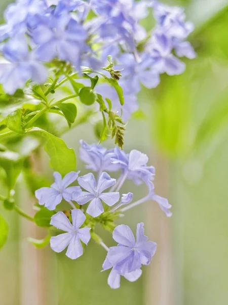 Krásné Šeříkové Květy Zahradě — Stock fotografie