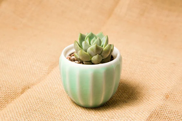 Green Plant Cactus Flora — Stock Photo, Image