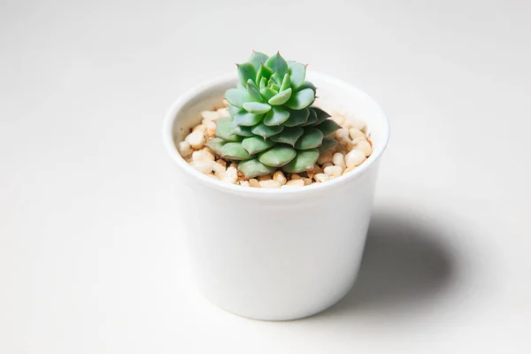 Green Cactus Bowl White Background — Stock Photo, Image