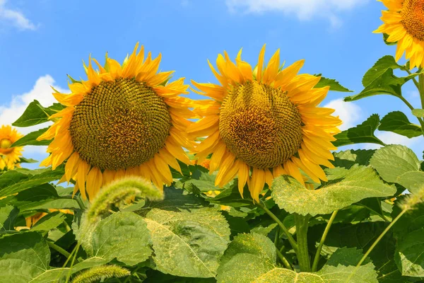 Zonnebloemenveld Met Blauwe Lucht — Stockfoto
