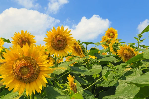 Zonnebloemenveld Zomer — Stockfoto