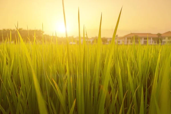 agriculture field, farm plants and flora grass