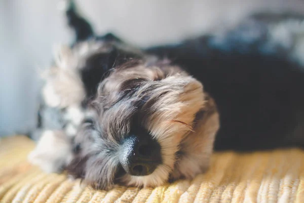 cute little puppy dog on the floor