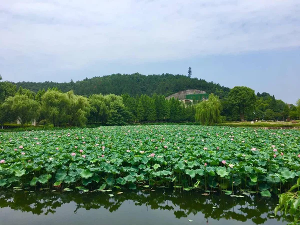 Hermoso Paisaje Con Hojas Verdes Árboles — Foto de Stock