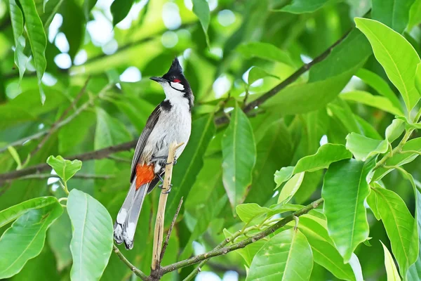 a bird on a tree branch