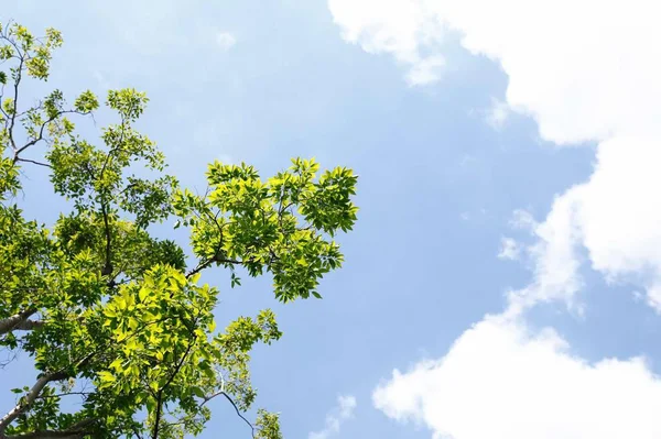 Árboles Verdes Bosque — Foto de Stock